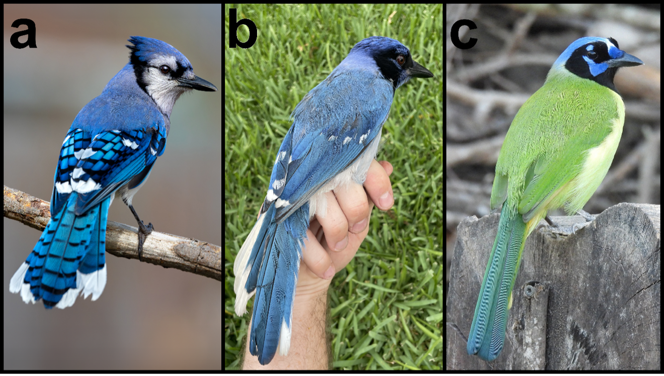 Hybrid Jay Picture